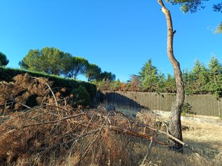 talar árbol
