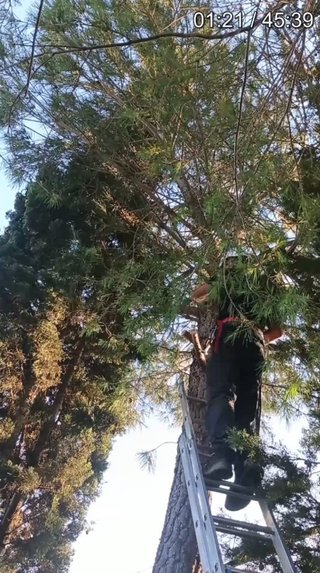 talar árbol de forma segura y controlada