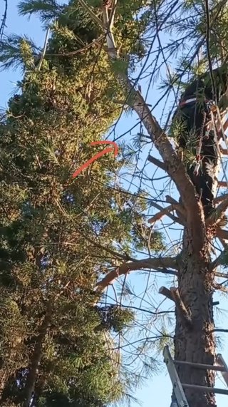talar árbol de forma segura y controlada
