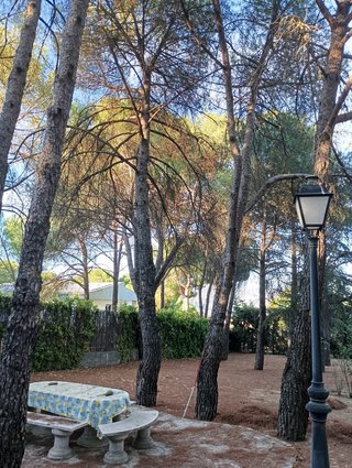 poda de árboles en Guadalajara
