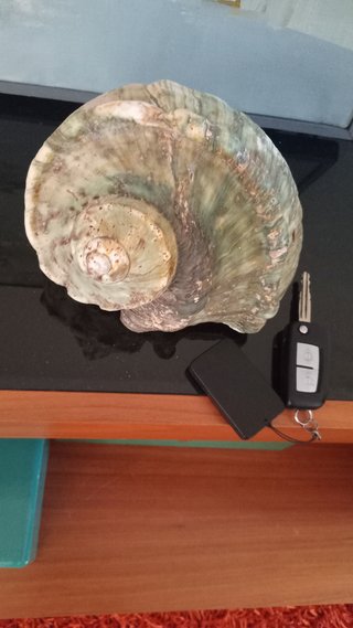 Caracola de mar grande