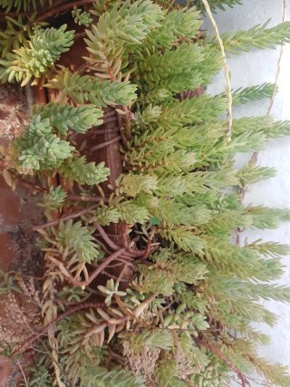 Esquejes y plantitas suculentas