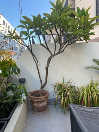 Planta Frangipani (Plumeria)