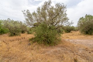 Finca llana con agua de riego