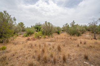 Finca llana con agua de riego