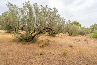 Finca llana con agua de riego