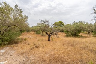 Finca llana con agua de riego