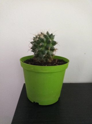 Pianta di Cactus