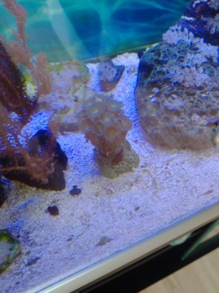 Adorno acuario marino de piedra