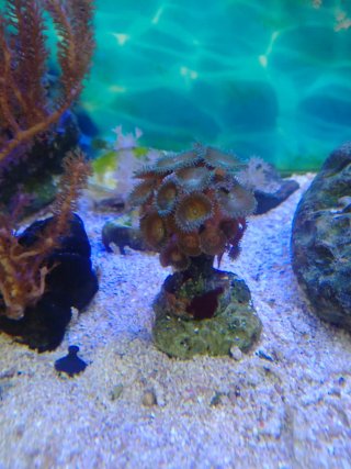 Adorno acuario marino de piedra