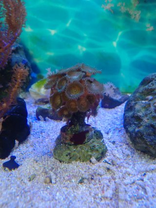 Adorno acuario marino de piedra