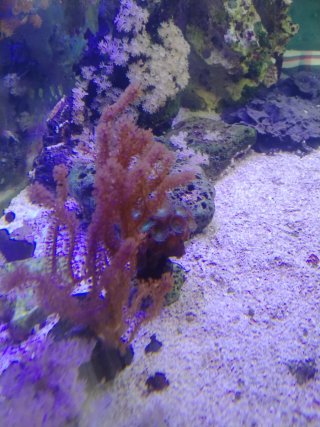 Adorno acuario marino piedra