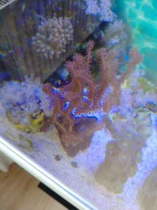 Adorno acuario marino piedra