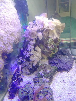 Adorno acuario marino de piedra