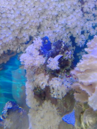 Adorno acuario marino de piedra