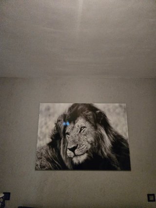 Cuadro León Blanco y Negro