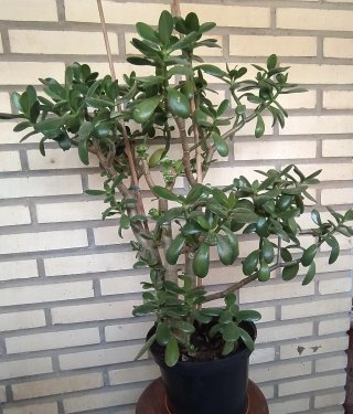 Planta Jade 60 cm