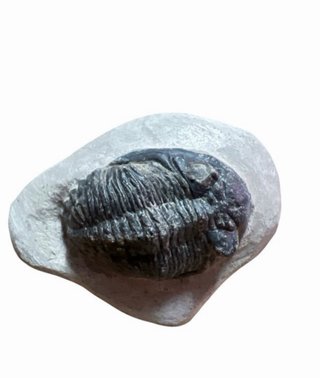 Colección de Trilobites Fósiles