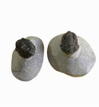Colección de Trilobites Fósiles