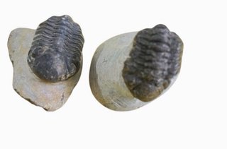 Colección de Trilobites Fósiles