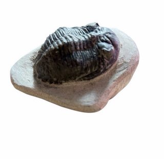 Colección de Trilobites Fósiles