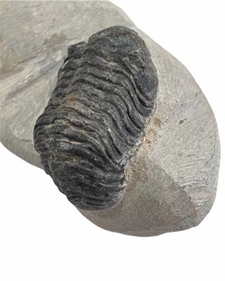 Colección de Trilobites Fósiles