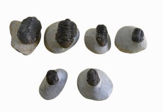 Colección de Trilobites Fósiles