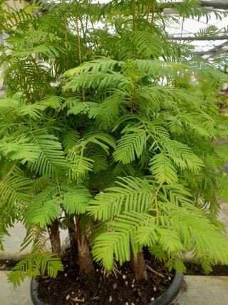 Bosque Bonsái Metasequoia,  2 últimas unidades