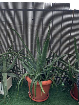 Planta Aloe Vera Grande