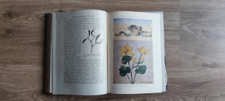 Libro Historia Natural (1940) – Edit.Ramón Sopena
