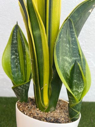 Sansevieria Gold flame planta