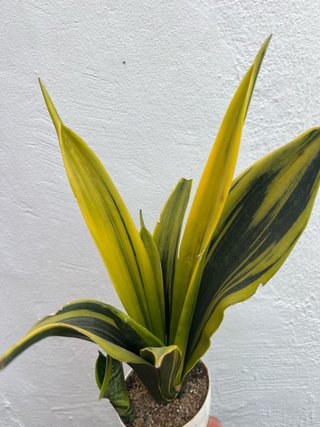 Sansevieria Gold flame planta
