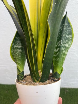 Sansevieria Gold flame planta