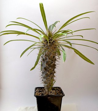 Pachypodium Lamerii