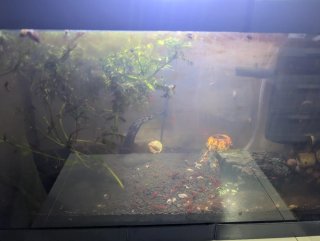 Acuario para gambas y caracoles