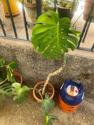 Monstera Deliciosa Planta