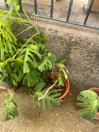 Monstera Deliciosa Planta
