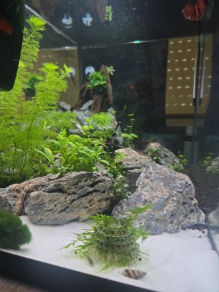 Acuario gambario YA MONTADO Y LISTO como se ve.