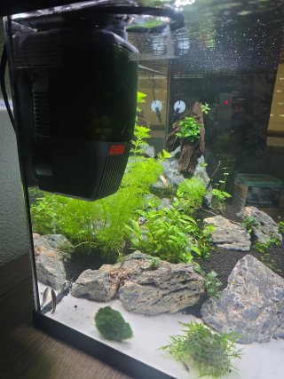 Acuario gambario YA MONTADO Y LISTO como se ve.