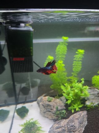 Acuario gambario YA MONTADO Y LISTO como se ve.