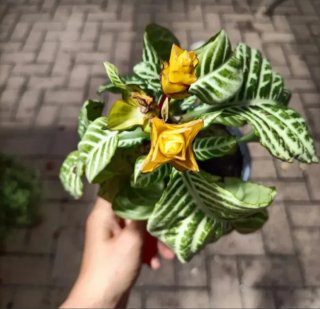 Aphelandra Squarrosa Dania - Set 7