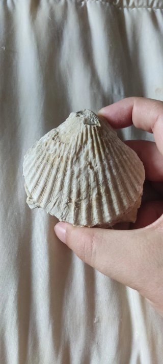 Fósil de concha marina