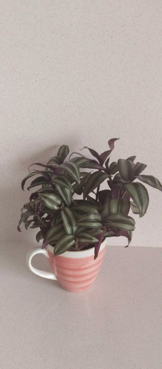 Tazón Santa Clara con Planta Tradescantia
