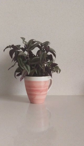 Tazón Santa Clara con Planta Tradescantia