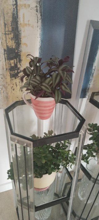 Tazón Santa Clara con Planta Tradescantia