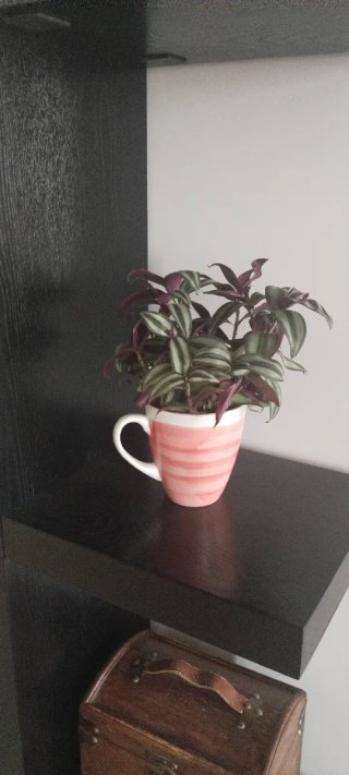 Tazón Santa Clara con Planta Tradescantia