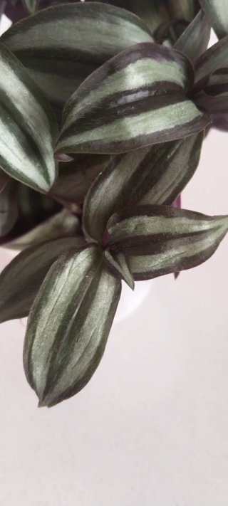 Tazón Santa Clara con Planta Tradescantia