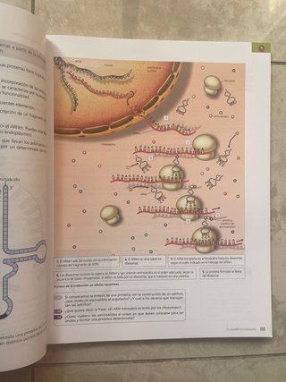 Biología y Geología 4 ESO