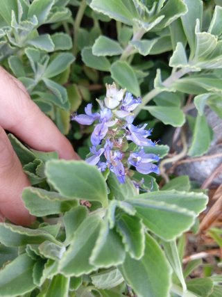 3 Talee Plectranthus Neochilus NO radici