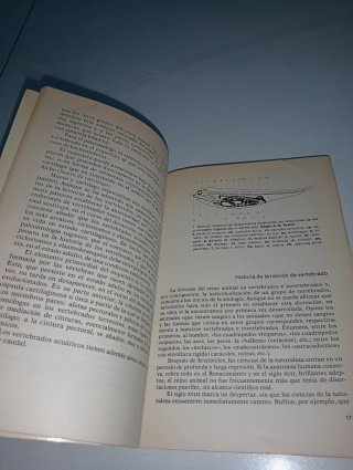 De los primeros vertebrados al hombre